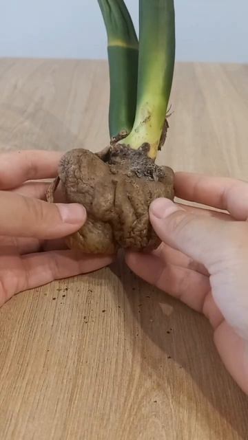 Замиокулькас БЕЗ КОРНЕЙ и ЛИСТЬЕВ. Буду пробовать спа?