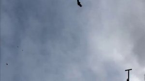 Мелитопольские голуби