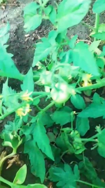 прогресс на огороде смотреть онлайн