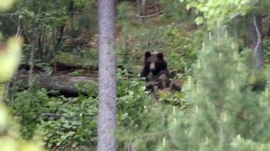 Медведь пришел в лагерь