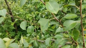 Груша Чижовская в Ленинградской области. 24.08.2024