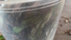 Манипуляции с новинками- с 7 биглипами