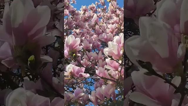 Магнолия расцвела – и это просто фантастика! #сад #housepl