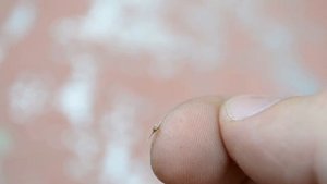 Как кусают пчелы