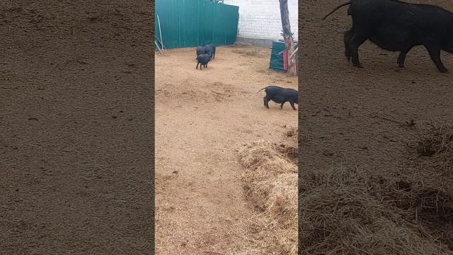 Хрюши-веселуши 😃