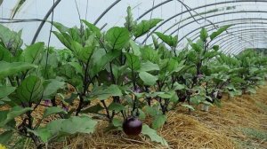 КАК ПРАВИЛЬНО СОБРАТЬ СОБСТВЕННЫЕ СЕМЕНА БАКЛАЖАНА