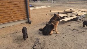 ДЕРЕВЕНСКИЙ БЫТ в лесу без соседей. СЧАСТЛИВЫЕ ЖИВОТН?