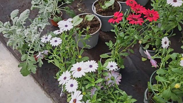 Прицениваюсь!Хочу купить,но жалко денег