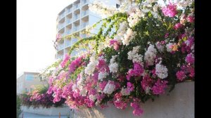 Авсаллар (Avsallar) Elite Life 4 Алания