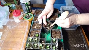 Эустома. Пересадка эустомы в горшки большего объёма.