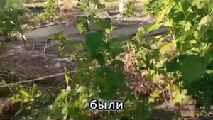 обзор сорта малины Бабье Лето