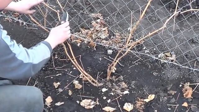 Обрезка 2х летнего куста винограда