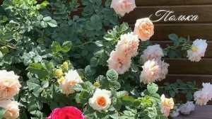 Розы, цветущие все лето Часть 2