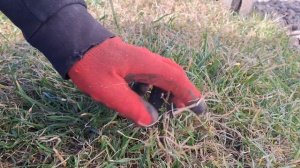 аэрация газона