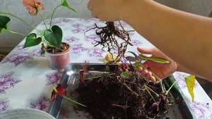 Почему желтеют листья антуриума и как с этим бороться.