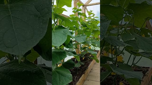 Дождь идёт ,а в теплице тепло и светло!!!😏 смотреть онлайн