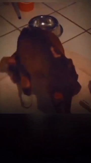 Бывший хозяин посадил Бенджи на цепь и не кормил #соба? смотреть онлайн