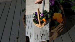 Пересадка виолы в плетеное кашпо и в корзину. Весенний