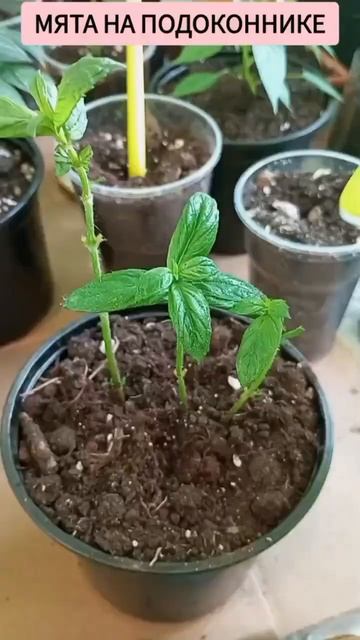 мяту можно вырастить дома #комнатныерастения #plants #сад смотреть онлайн