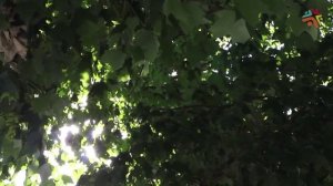 Диалог. Обезьяна и бомж