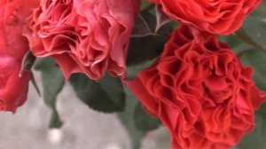 Эклат де кораил - парковая роза. Питомник Роз Полины Ко