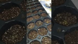 Алиссум Клеа Кристал из семян.