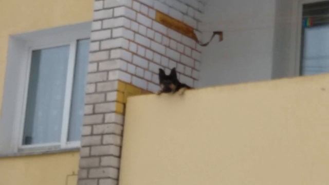 Собаке стало грустно смотреть онлайн