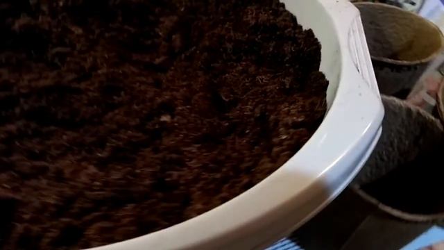 Рассаду в горшки