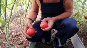 Обзор томатов сорт Мазарини, Брендовый пик, Локомотив