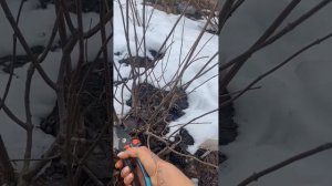 Обрезка  гортензии Фрайз Мельба,весна г.Армавир 05.03.25г