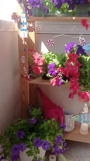 #лето на балконе #flowers #растения #петунии смотреть онлайн