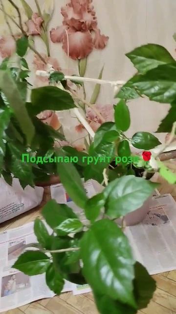 #роза #цветынаподоконнике #уходзацветами Подсыпаю гру