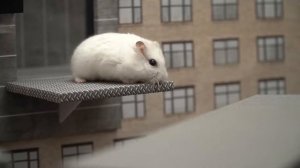 Самые сложные задачи для хомяков — приключения хомяков в лабиринте Rainbow Friends