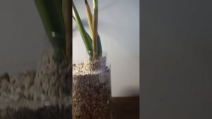 РЕАНИМАЦИЯ замиокулькаса в минеральном грунте ч.1.