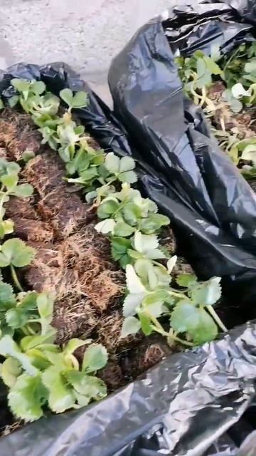 15-2024 Самара. Первая посадка рассады клубники, сорт Мур? смотреть онлайн