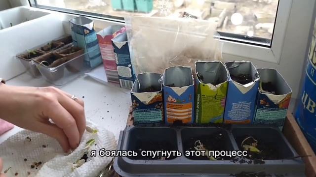 Спасаю семена тыквы🎃 смотреть онлайн