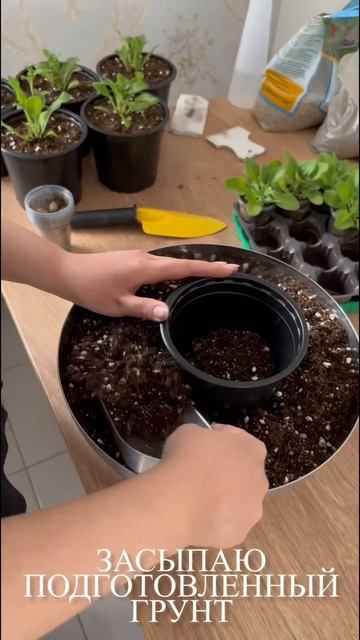 петуния#посадка#рассада#plants смотреть онлайн