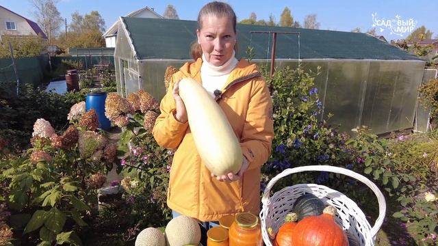 ОЧЕНЬ СОЧНЫЕ ДЫНИ С ГРЯДКИ - ОБЗОР 2024. ВЫРАЩИВАЕМ ЛУЧШИ