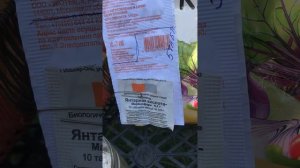 Практические занятия: Морковь Амстердамская, урожай ,