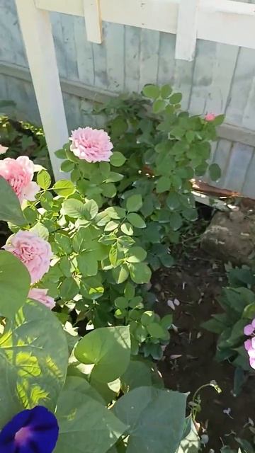 Роза Бьенвеню, саженец посажен два два с половиной мес смотреть онлайн