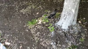 Вороненок выпал из гнезда Вороненок не умеет летать