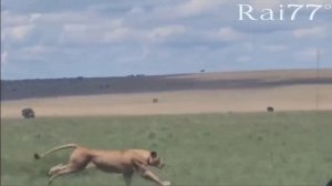 Противостояние буйволиц с львицами за телёнка попало на видео в Кении
