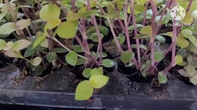 КОЛЛИЗИЯ, как вырастить красивое яркое растение, опыт,