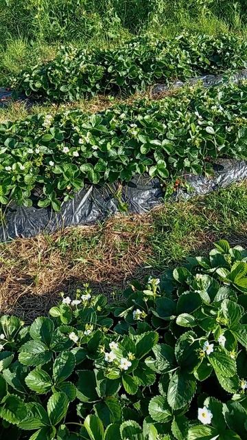 подкормки клубники смотреть онлайн