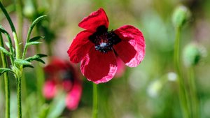 Первопроходцы