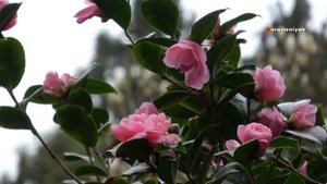 Камелия: Зимний цветок, который удивляет! ❄️🌸