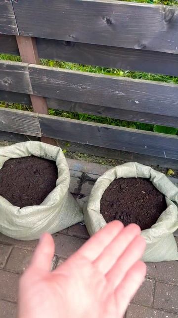 Посадила огурцы 🥒 #мамавделе #вкусно #смешные #baby #ого?