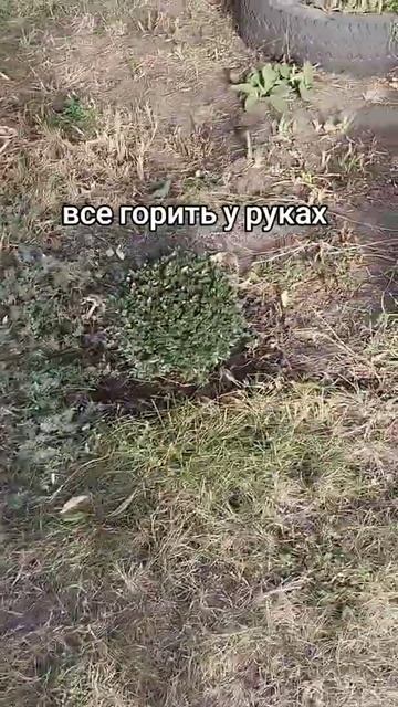 хАзяйка 😁#женщина #дома #жена #семья #огород #рекоменд? смотреть онлайн