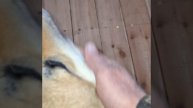 1000023236.mp4 (Собака наблюдает за утеплением кровли дома А-фрейм)