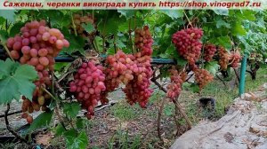 Парад сортов на 27.07.24 года - виноград ДЫНЬКА  окрашиван?